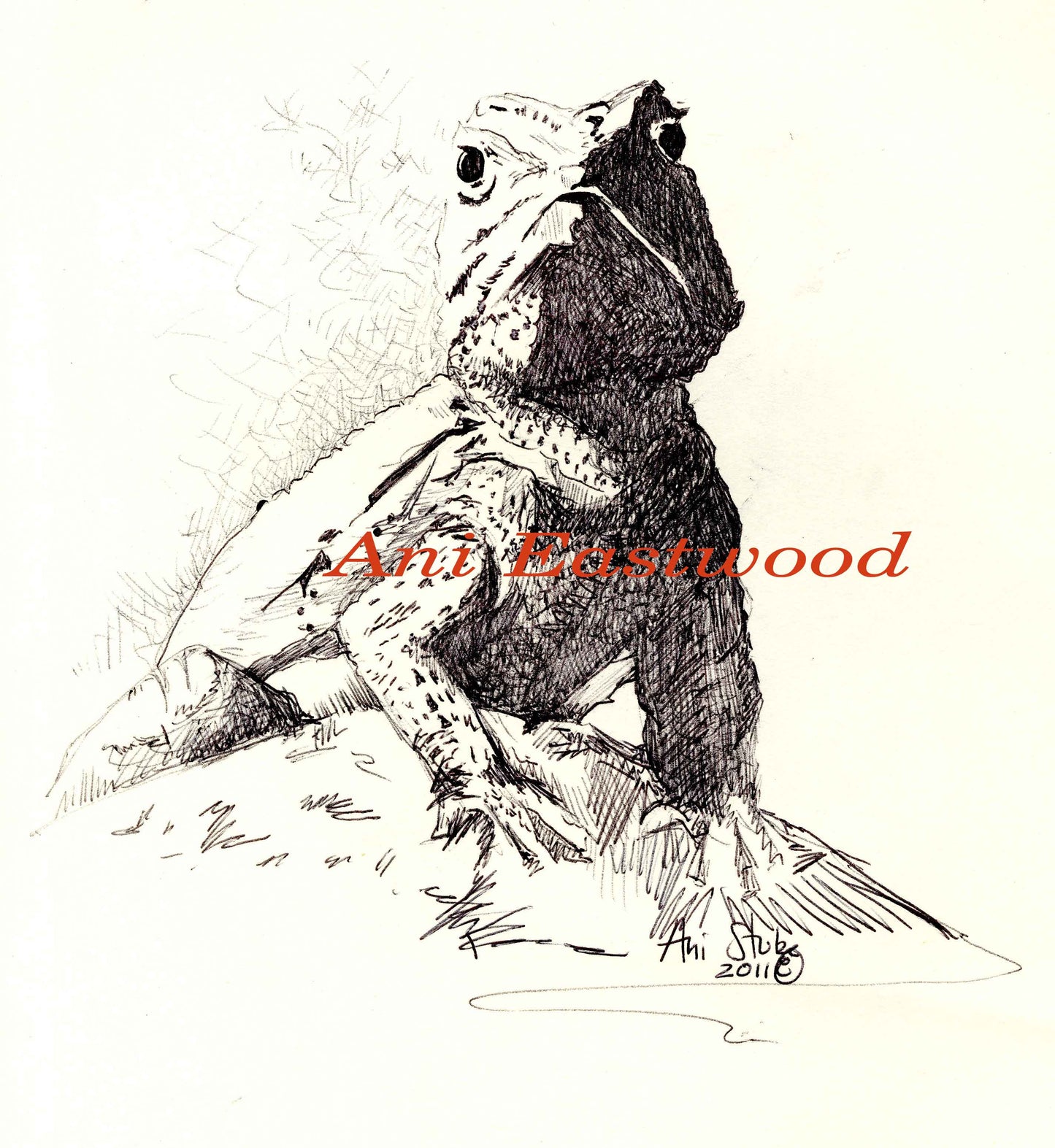 "Desert Spiny" 2009 Ani Eastwood