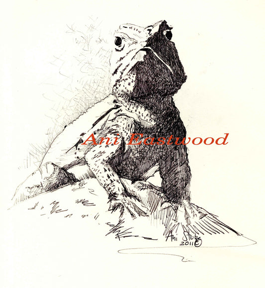 "Desert Spiny" 2009 Ani Eastwood